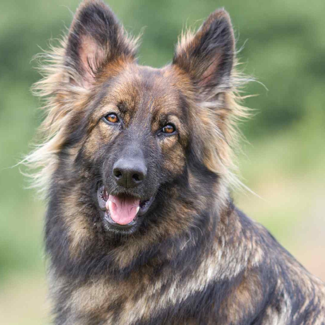 LEAMINGTON SPA DOG TRAINER (14)
