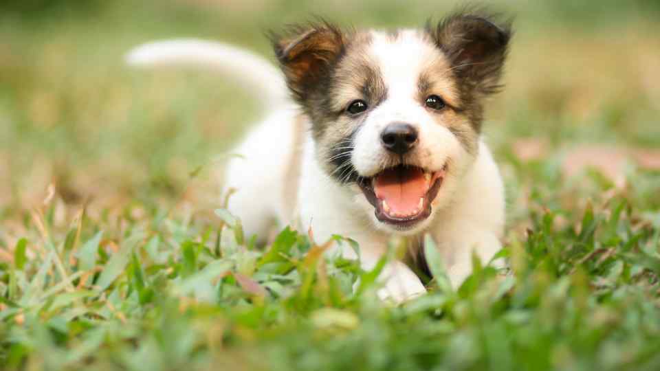 LEAMINGTON SPA DOG TRAINER (3)