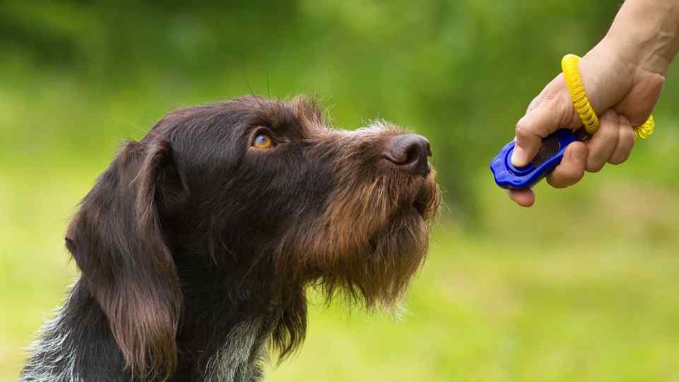 LEAMINGTON SPA DOG TRAINER (4)