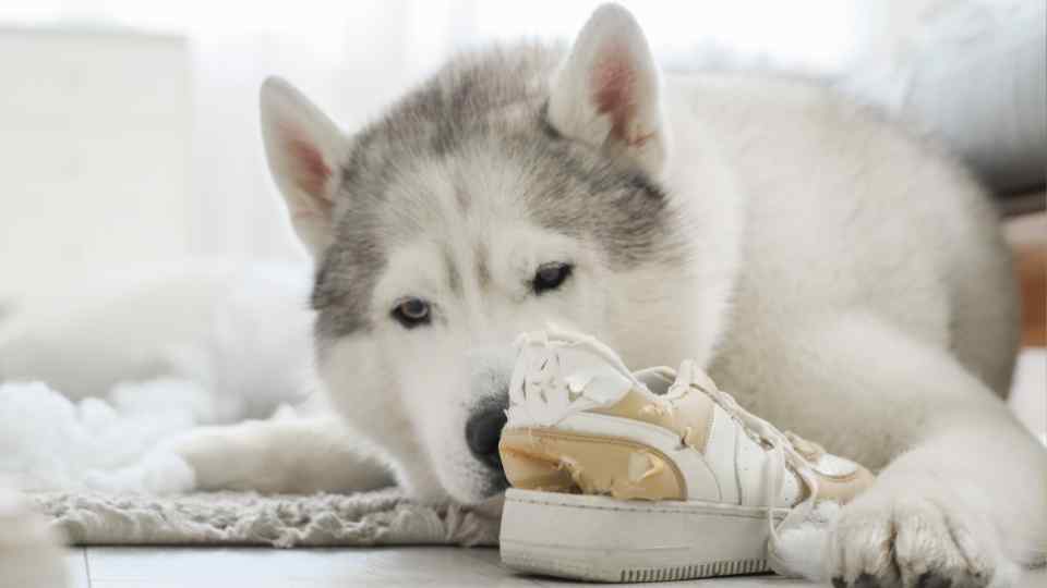 LEAMINGTON SPA DOG TRAINER (5)