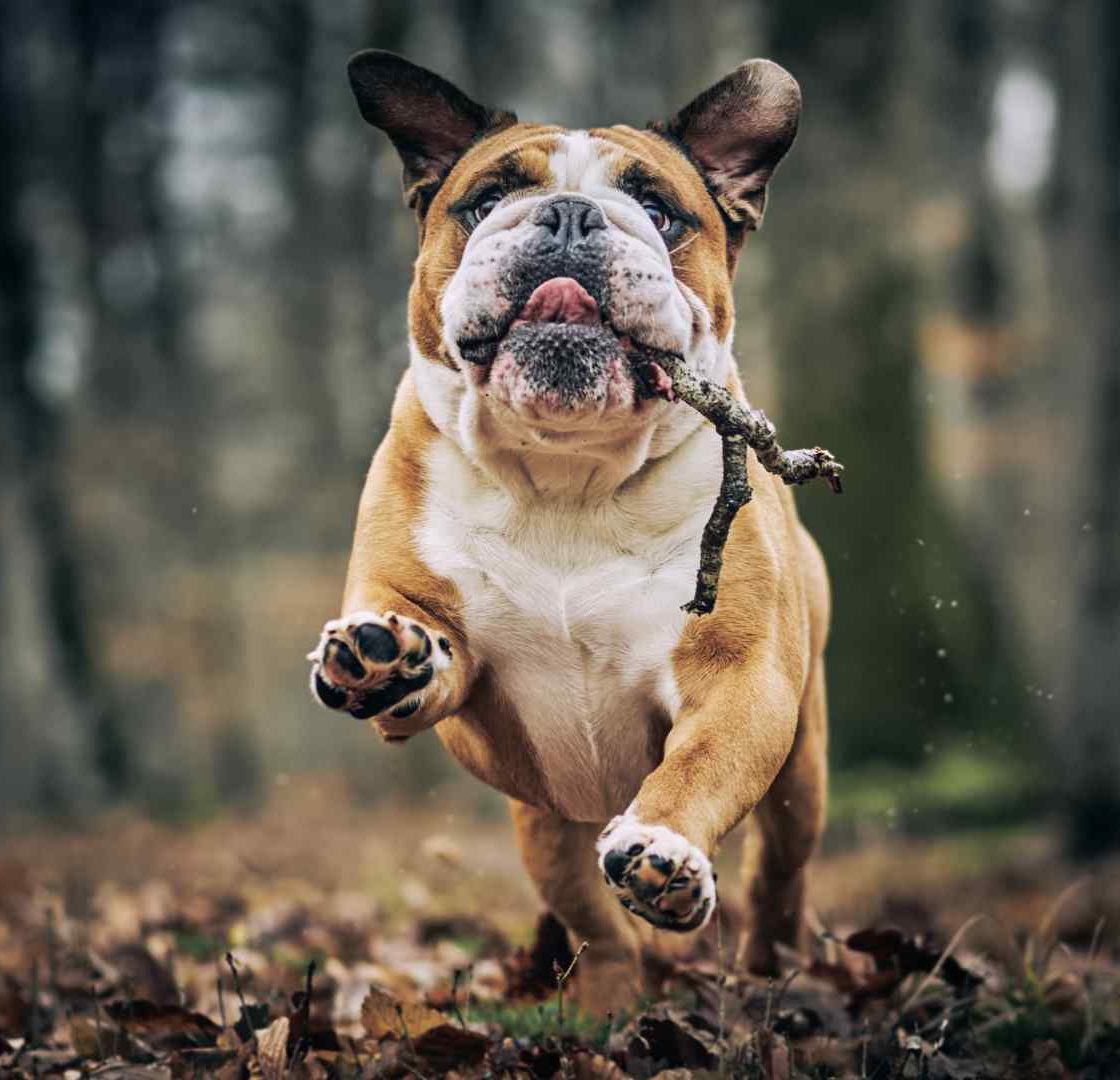 LEAMINGTON SPA DOG TRAINER (6)