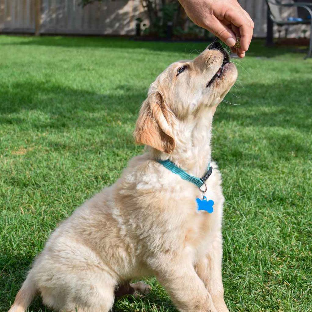 LEAMINGTON SPA DOG TRAINER (8)